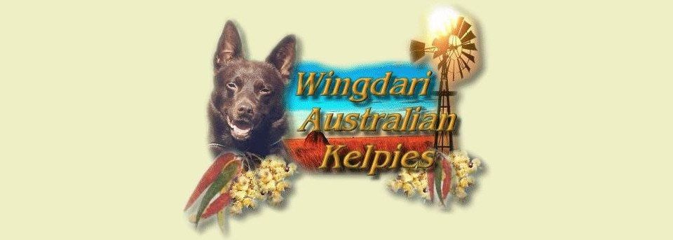 WINGDARI AUSTRALIAN KELPIES